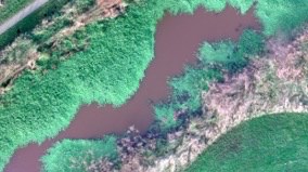 Bericht DEEP-project: Het detecteren van grote waternavel aan de hand van drone foto's bekijken